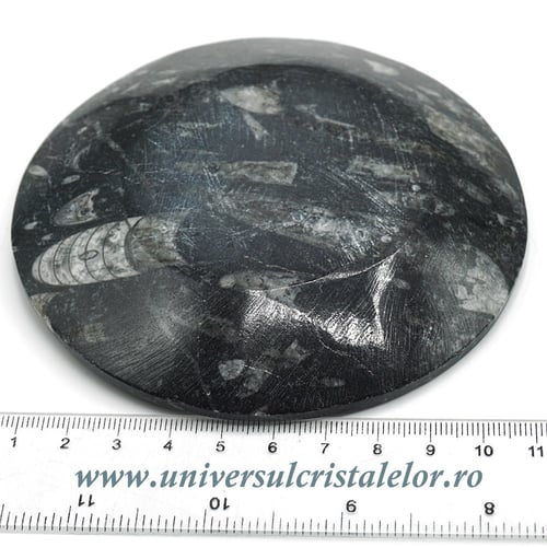 Orthoceras bol rotund