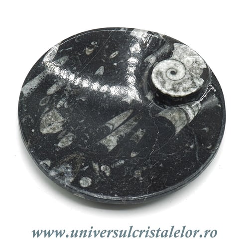 Orthoceras bol rotund