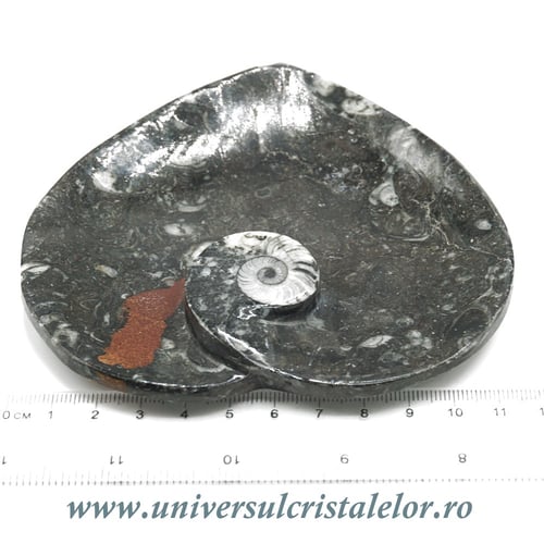 Orthoceras bol inima