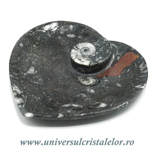 Orthoceras bol inima