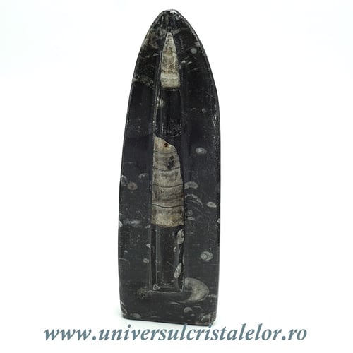 Orthoceras placa cu baza