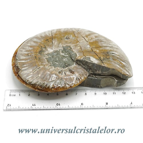 Amoniti cleoniceras pereche