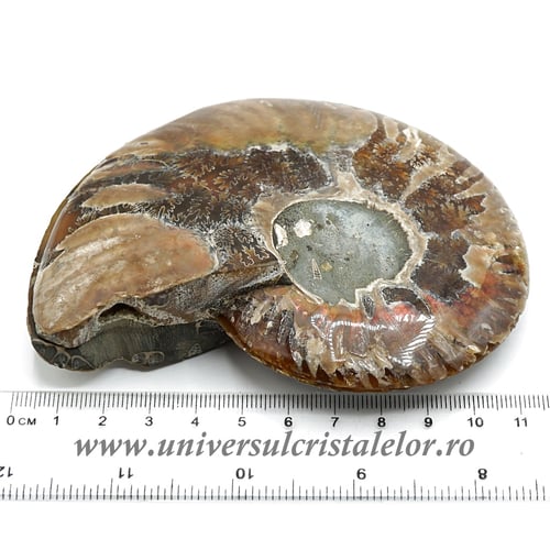 Amoniti cleoniceras pereche