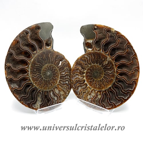 Amoniti cleoniceras pereche