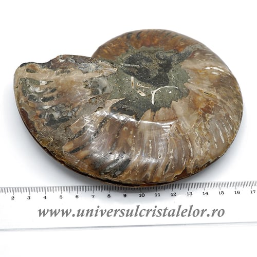 Amoniti cleoniceras pereche