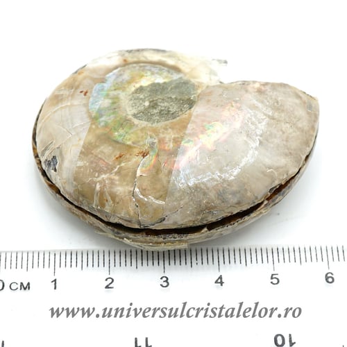 Amoniti cleoniceras pereche