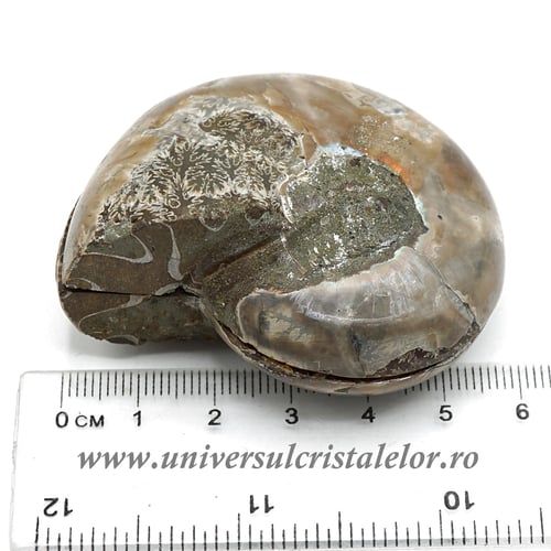 Amoniti cleoniceras pereche