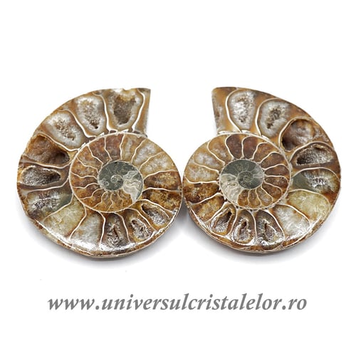 Amoniti cleoniceras pereche