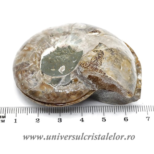 Amoniti cleoniceras pereche