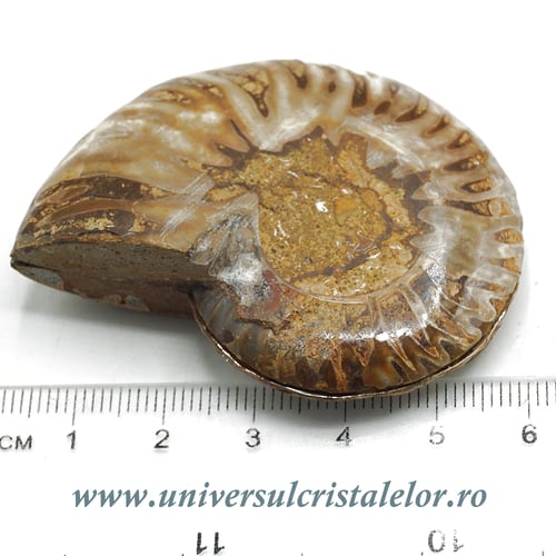 Amoniti cleoniceras pereche