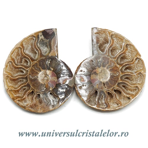 Amoniti cleoniceras pereche