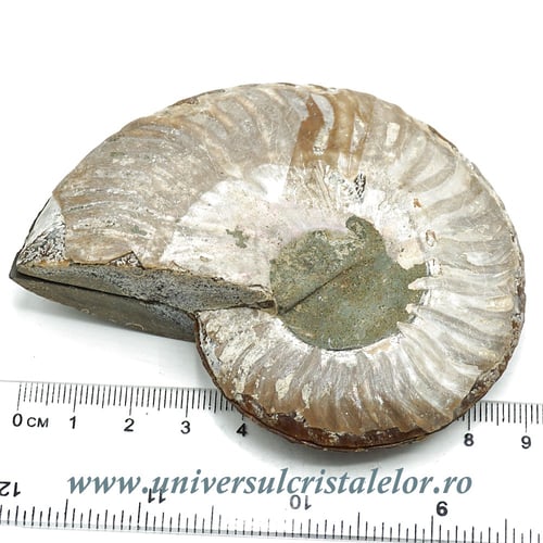 Amoniti cleoniceras pereche