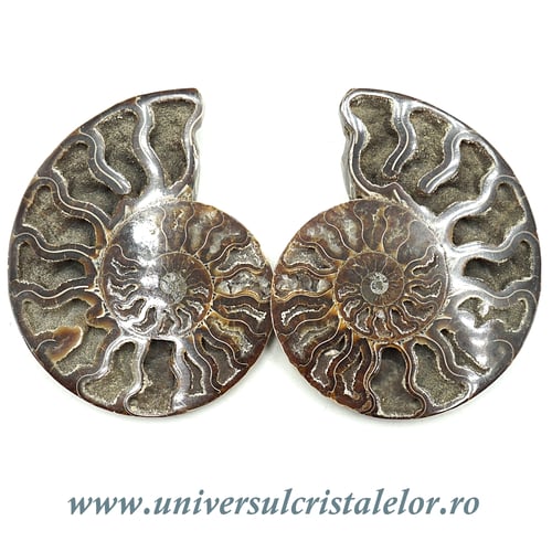 Amoniti cleoniceras pereche