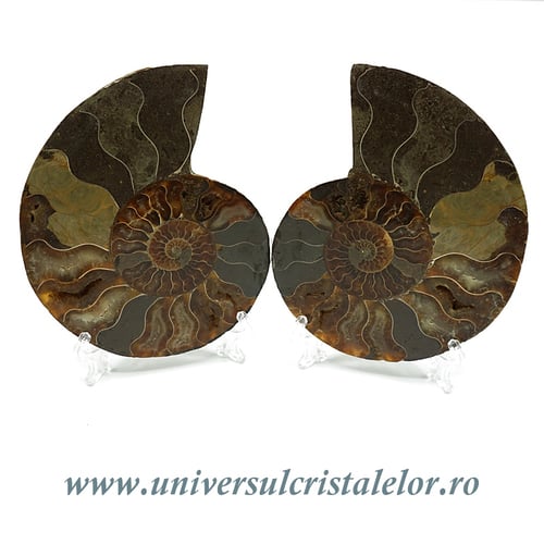 Amoniti cleoniceras pereche