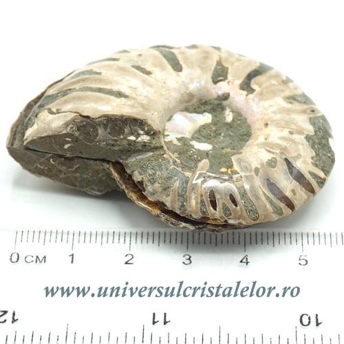 Amoniti cleoniceras pereche