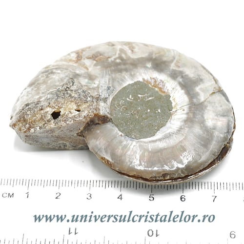 Amoniti cleoniceras pereche