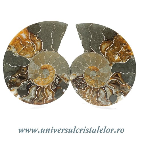 Amoniti cleoniceras pereche