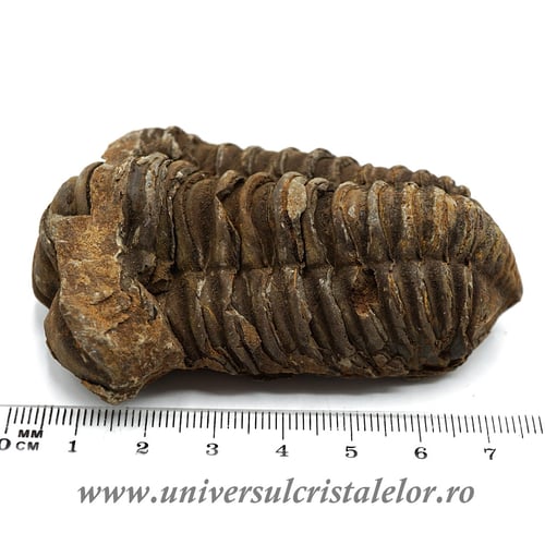 Trilobit