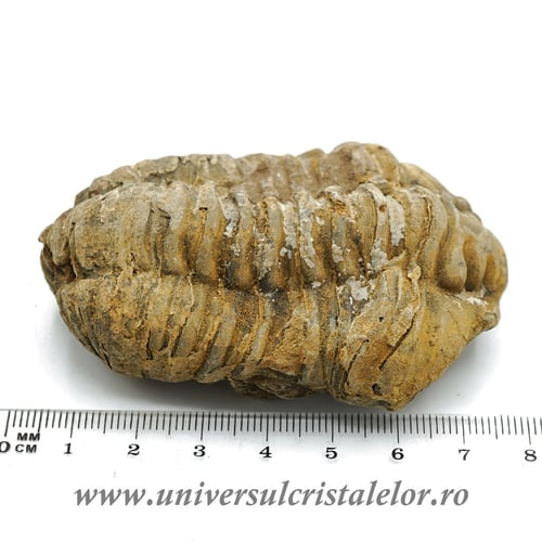 Trilobit