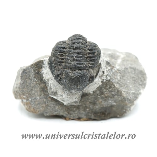 Trilobit
