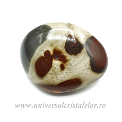 Jasp policrom polisat