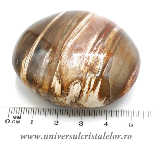 Lemn pietrificat polisat