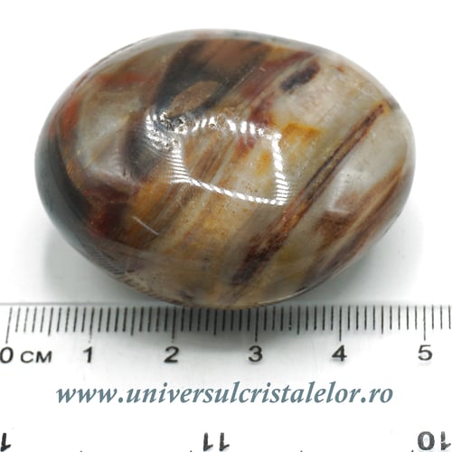 Lemn pietrificat polisat