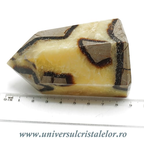 Septaria varf cu baza