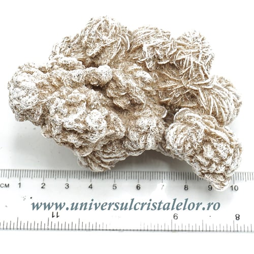 Trandafirul desertului