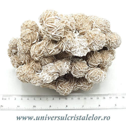 Trandafirul desertului 