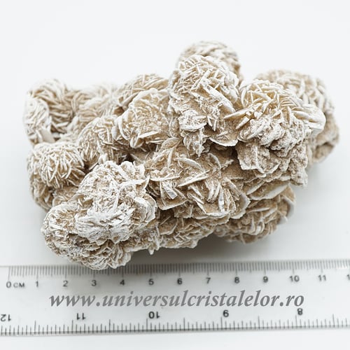 Trandafirul desertului 