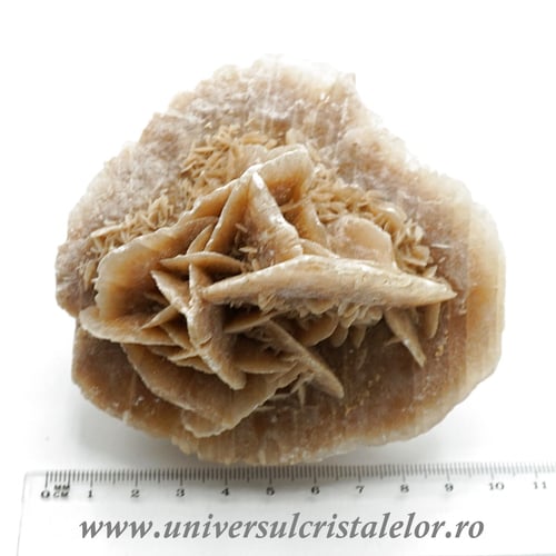 Trandafirul desertului 