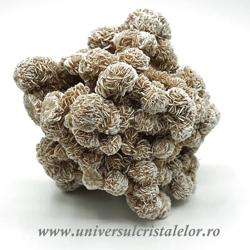 Trandafirul desertului 