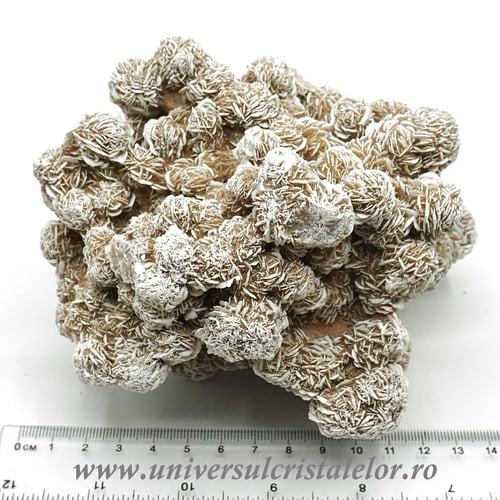 Trandafirul desertului 