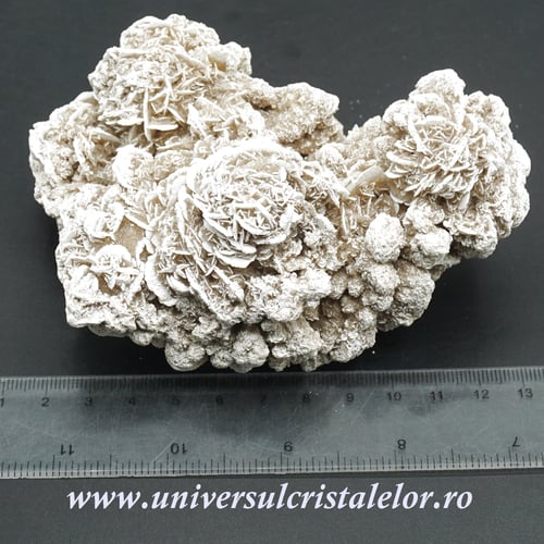 Trandafirul desertului 