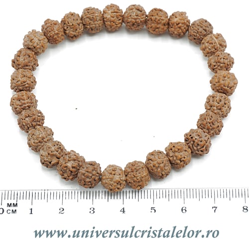 Bratara rudraksha