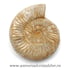 Amonit perisphinctes
