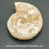 Amonit perisphinctes