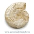 Amonit perisphinctes