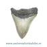 Dinte Megalodon