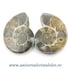 Amoniti cleoniceras pereche