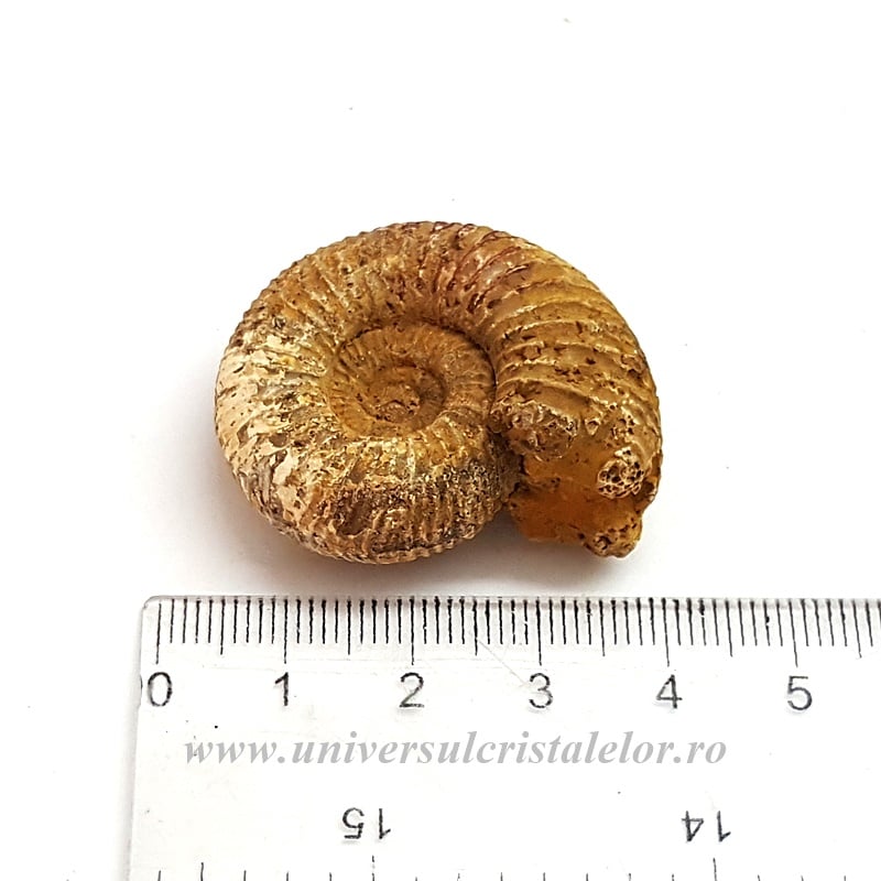 Amonit Perisphinctes
