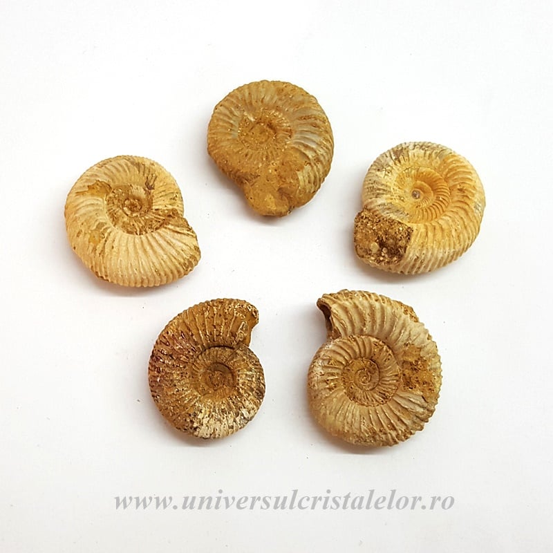 Amonit Perisphinctes