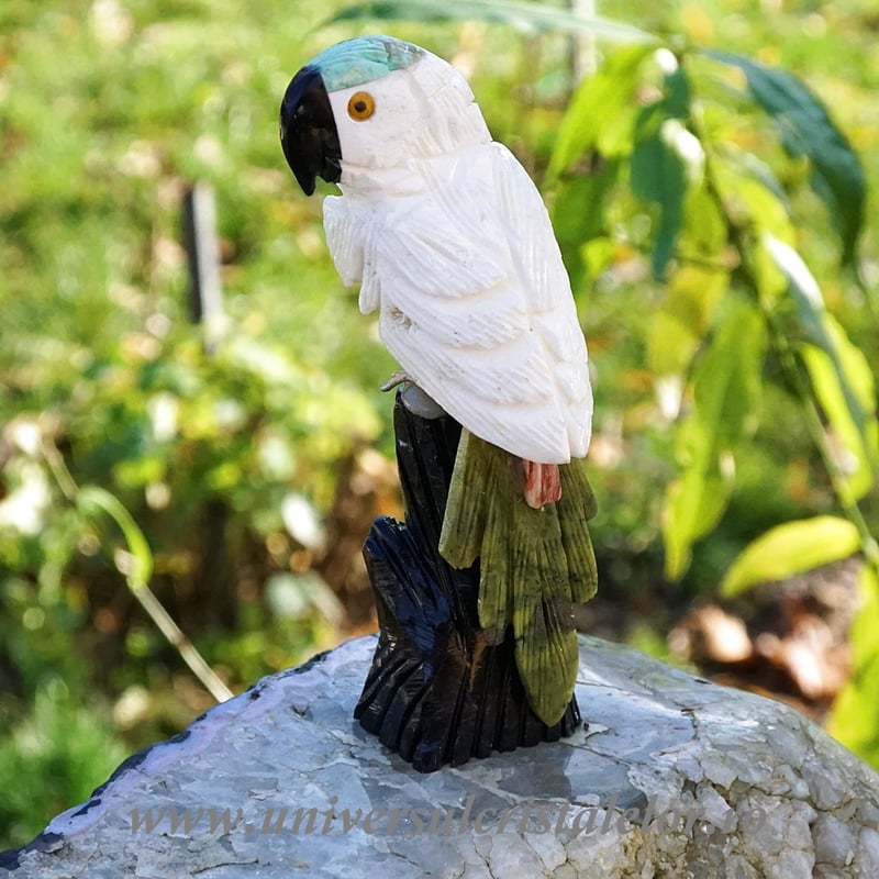 Papagal aragonit m11