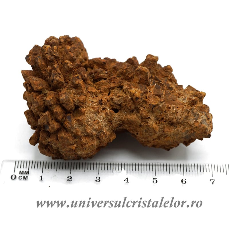 Coprolit broasca testoasa preistorica