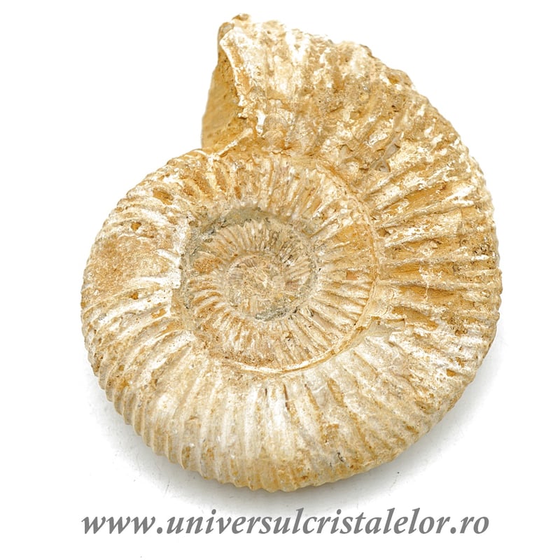 Amonit perisphinctes polisat