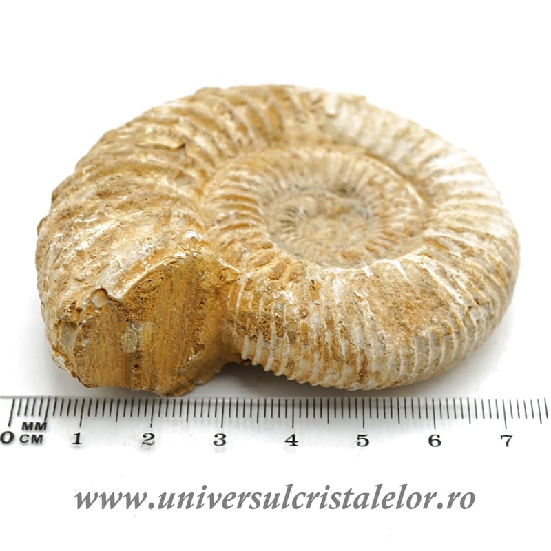 Amonit perisphinctes polisat