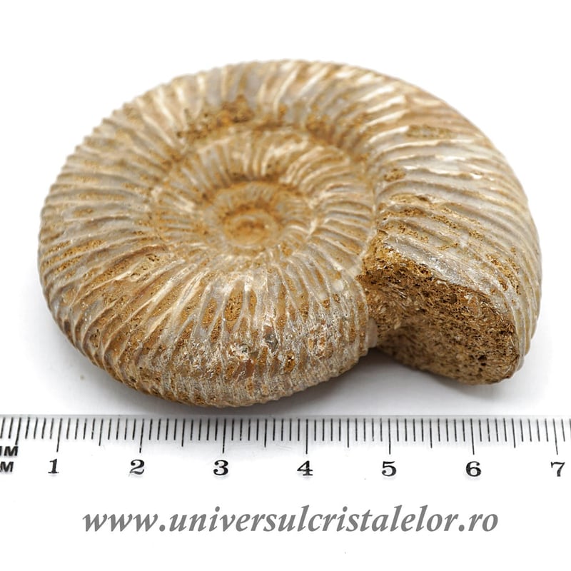 Amonit perisphinctes