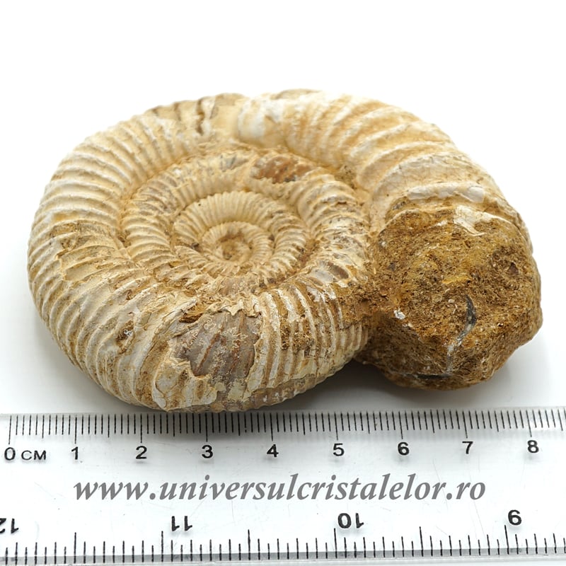 Amonit perisphinctes