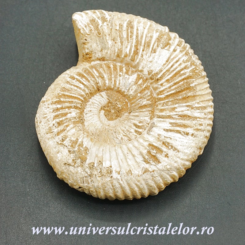 Amonit perisphinctes